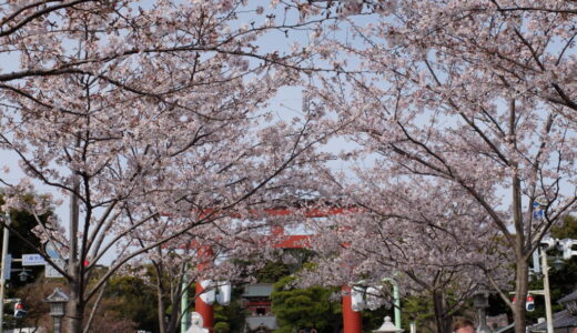 2022年4月2日(土)段葛の桜を見に鶴岡八幡宮へ行ってみた！